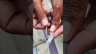 Sundarban river hook fishing #shortsfeed #shorts