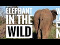 Elephant in the wild - what happens next?  Rare footage... don’t eat while watching!