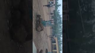 Baulabandha volly club video