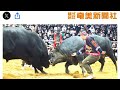 鹿児島県　徳之島新春闘牛大会　「ワイド、ワイド！」　迫力満点の激突で魅了