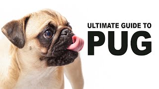 Pug Life: Understanding the Characteristics and Care of Pugs