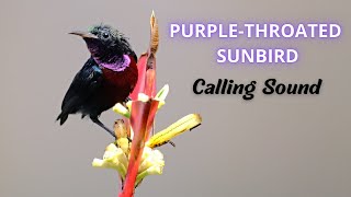 Purple-Throated Sunbird Calling Sound