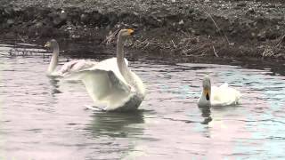 北海道　白鳥の飛来地、白鳥さんケンカしないで！ 【Without swan quarrelling!】