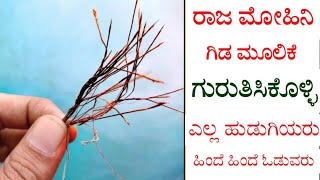 ಇದು ನಿಜವಾದ ರಾಜ ಮೋಹಿನಿ ಸಸ್ಯ, ಹುಡುಗಿ ಓಡಿ ಓಡಿ ಬರುವಳು - Rajamohini plant tips in kannada