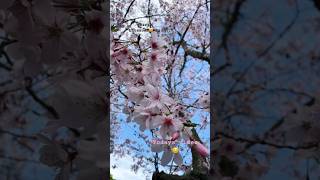 Cherry blossoms Nz #shorts #spring #nature #relaxing