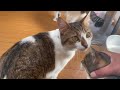 【出戻り猫】顔中薬まみれでごめんね。