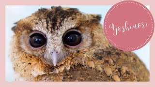 Owl relaxing time | Indian Scops Owl