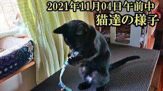 【猫多頭飼育】2021年11月4日（木）我が家のモモ、シロ、メイ、夢、心、猫達の様子