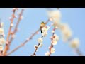 青空に咲く梅の花にメジロ