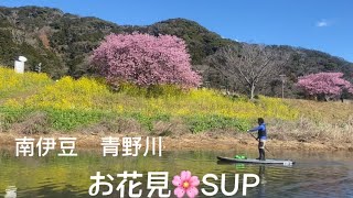 南伊豆青野川お花見SUP