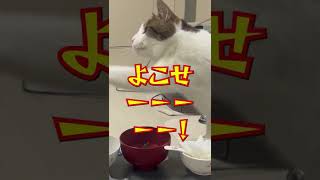 猫パンチ！！猫が本気を出す！#shorts  #猫パンチ  #猫  #cat  #ご飯