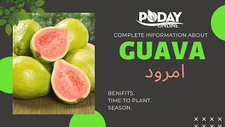 A Detailed Introduction to Guava Fruit