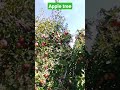 apple tree shimla himachal