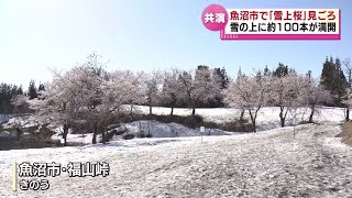 【雪上で満開】魚沼市で「雪上桜」が見ごろ　《新潟》