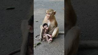 Other monkeys episode 153 #otheranimals168 #animals #monkey