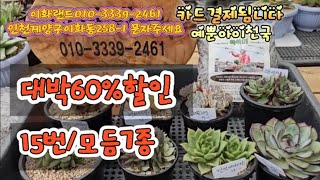 대박60%할인/15번베로니카8종/분갈이흙드려요.  이화랜드010-3339-2461 나는농부다282회출연