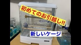 【セキセイインコ】新しいケージを買いました!!