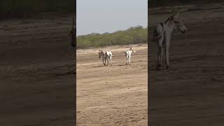 Wild Ass of the Little Rann of Kutch #wildass #gujarat #gujrattourism #kutch  #shorts #viralshorts