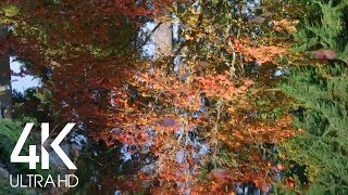 Autumn Reflection in the Water - 8 Hours Relaxing Water Sounds \u0026 Birds Signing - 4K Scenery Video