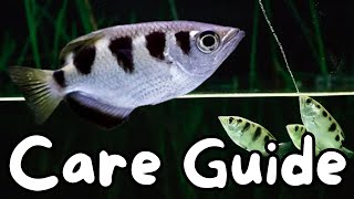 Banded Archerfish Care Guide