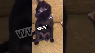 変な座り方の猫に飼い主爆笑w