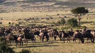 肯尼亚马赛马拉Maasai Mara角马聚集准备迁徙.