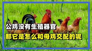 公鸡没有生殖器官，那它是怎么和母鸡交配的呢？看完你就明白了