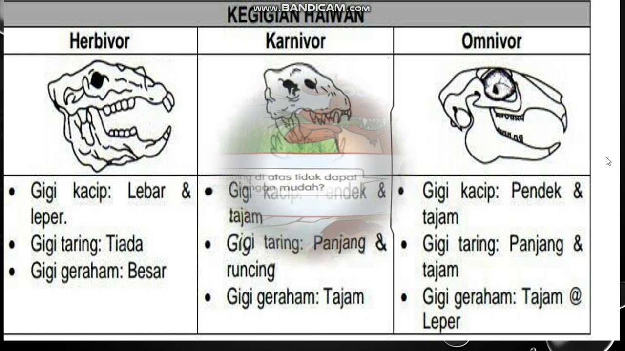 Haiwan Herbivor Karnivor Omnivor - Berkenalan Dengan Hewan Herbivor ...