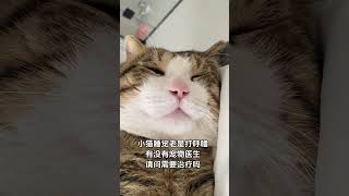 有些猫天生就是主角 七七毛手毛脚猫：家猫们今天我身上闹人了