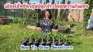 เมียฝรั่งอังกฤษปลูกข้าวโพดหวานกินเอง | ปลูกข้าวโพดปลอดสาร | How to grow sweetcorn | YaneeUK ยาณียูเค