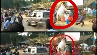 Cow Jump 'Erudhu kattu' ' jalli kattu '