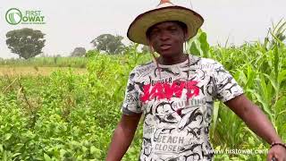 Soya Bean and Guinea Corn Farming in Africa Nigeria by First Owat