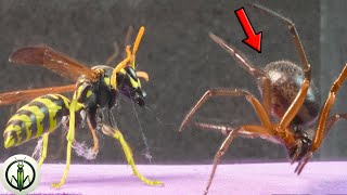 ¡EPIC ENCOUNTER: PAPER Wasp And Black WIDOW - Could THIS Spider Feed on a WASP?!