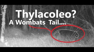 Thylacoleo?  A Wombats Tail (1080p)......