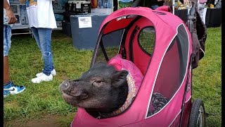 Downtown Alpharetta Arts Festival - Walking Tour - May 2021