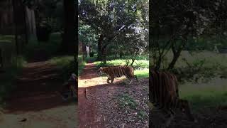 VIDEO NOVO - ALIMENTANDO OS TIGRES NA ÁFRICA DO SUL