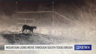 Mountain lions move through South Texas brush near border