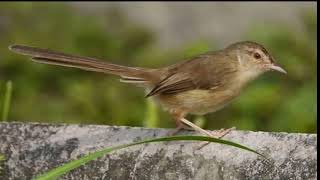 Prenjak Sawah Prenjak Klik Guru Vokal Gacor Dor Cocok Untuk