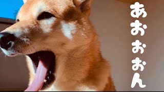 お昼寝で大きなお口であくびする柴犬  #Shorts#dog#柴犬わんだふるみかん #Shiba