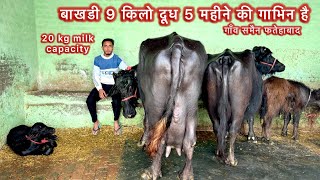 9 किलो दूध बाखड़ी 5 महीने की गाभिन 20 लीटर दूध वाली ग़ज़ब शानदार भैस सेल के गाँव समैन #dairyfarm