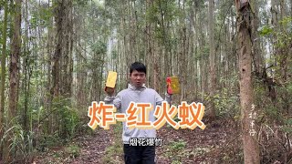 红火蚁疯狂咬人！小伙给它安排“烟花爆竹”葬礼，火蚁全被消灭