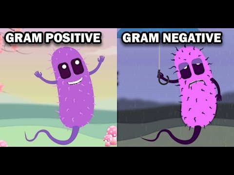 Why is there a color difference between the Gram positive and Gram negative bacteria?