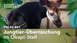 Der große Wurf (Folge 861) | Elefant, Tiger & Co. | MDR