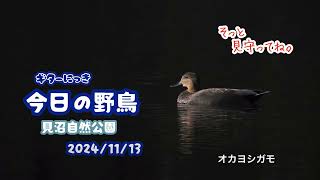 ギター日記　今日の野鳥　・　見沼自然公園　2024年11月13日