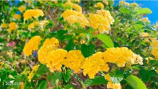 Lantana 马缨丹