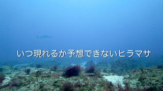 いつ現れるか予想できないヒラマサ 館山 西川名 202303h【4K】