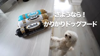 ブッチ（Butch）が我が家を救うのか！！【トイプードルのムーちゃん】