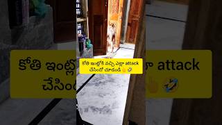 కోతి ఇంట్లోకి వచ్చి ఎలా attack చేసిందో చూడండి🤣 #waitforend #monkey #comedy #shorts #video