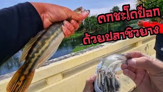 #ปลาซิวยางตกปลาชะโดแว๊นข้างทาง​ ตีกัดๆ​ ดุเกิ๊นนนน🤣🤣🎣🎣