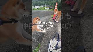 #柴犬 #犬  犬見知りが治らないムギ